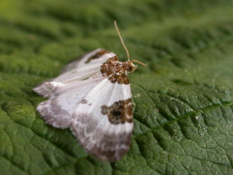 blue-bordered carpet ex4781 _800_.JPG